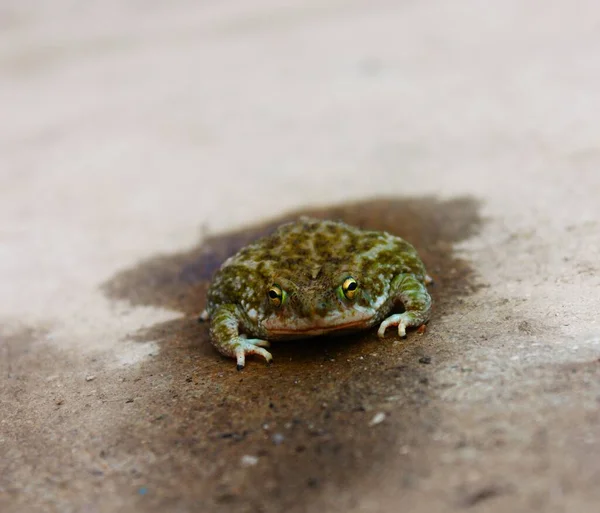 欧洲绿色蟾蜍蛙的特写镜头 — 图库照片