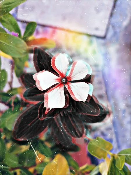Egy Kitaszított Kép Catharanthus Virágról Kertben — Stock Fotó