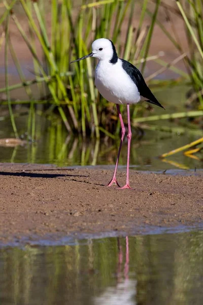 Colpo Verticale Palafitta Dalle Ali Nere Himantopus Himantopus — Foto Stock