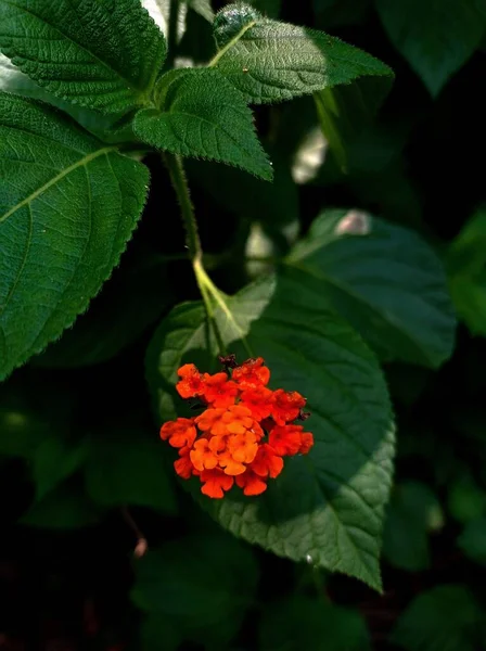 Pionowe Zbliżenie Ujęcia Lantana Kwiat — Zdjęcie stockowe