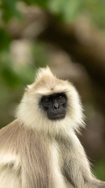 Vertical Portrait Gray Langur Also Known Hanuman Monkey — Stock Photo, Image