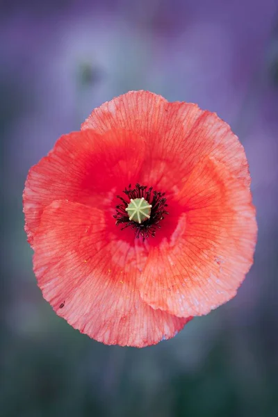 Вертикальный Вид Красивый Цветок Мака — стоковое фото
