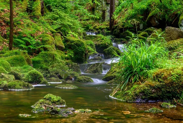 Flowing River Surrounded Growing Moss Covered Rocks Bushes — Stock Photo, Image