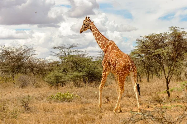 Uma Girafa Reticulada Andando Grama Seca Pelas Árvores Natureza — Fotografia de Stock