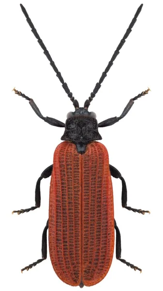 Netwinged Beetle Species Pyropterus Nigrorubor — Stock Photo, Image
