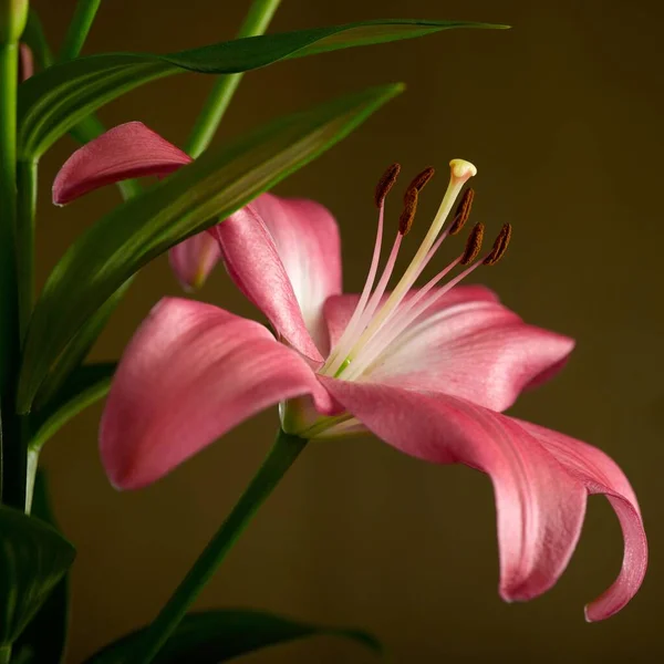Крупный План Цветущего Розового Цветка Лилии — стоковое фото