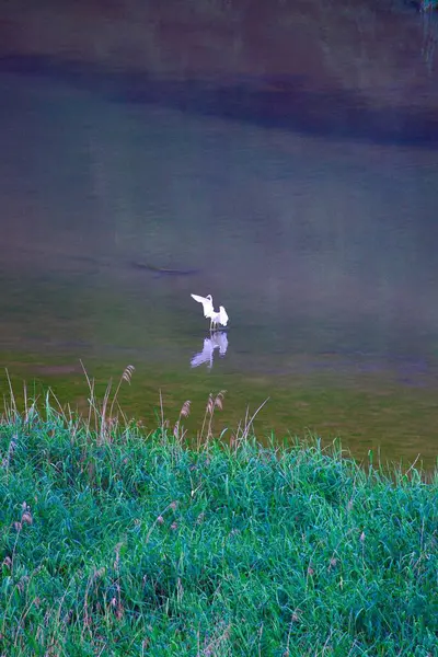 Una Toma Vertical Garza Blanca Grande Pie Lago Con Reflejo — Foto de Stock