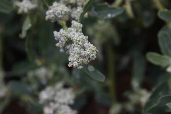 Ένα Κοντινό Πλάνο Του Λευκού Φυτού Πράσινα Φύλλα Θολή Φόντο — Φωτογραφία Αρχείου