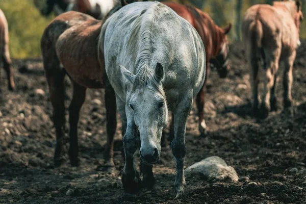 Skupina Amerických Quater Koní Angole Indianě — Stock fotografie