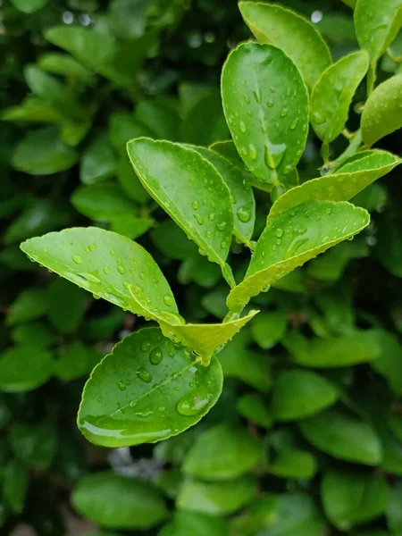 Primer Plano Vertical Hojas Verdes Con Rocío — Foto de Stock