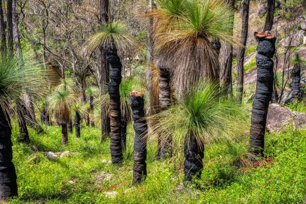 Black Boy Tree Grass Tree Xanthorrhoea Bunya Mountains Queensland Australië — Stockfoto