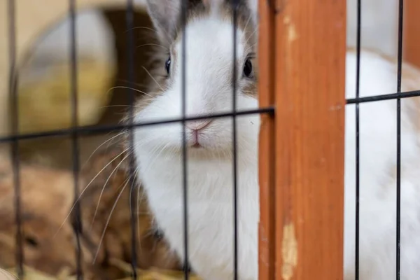 Крупный План Белого Коричневого Голландского Карликового Кролика Клетке — стоковое фото