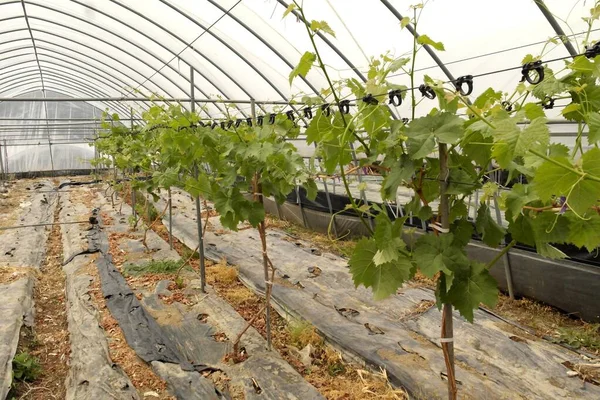 Una Hilera Campos Cultivo Para Moscatel Brillante Invernadero Concepto Agricultura —  Fotos de Stock