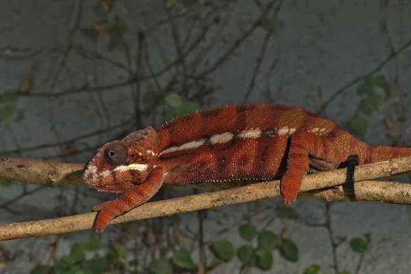 Detailní Záběr Hnědý Červený Panther Chameleon Furcifer Pardalis Endemi Madagaskar — Stock fotografie