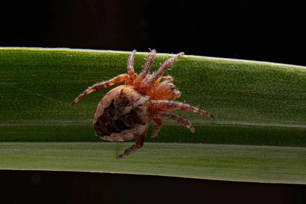 Une Macro Photo Une Araignée Sur Une Feuille — Photo