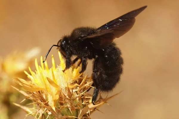 Closeup Largest European Black Solitary Bee Xylocopa Violacea Covered Pollen — Stok fotoğraf