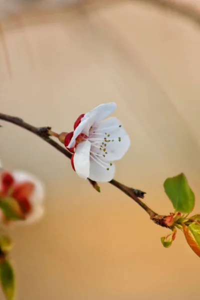 Kiraz Çiçeğinin Yakın Plan Çekimi — Stok fotoğraf