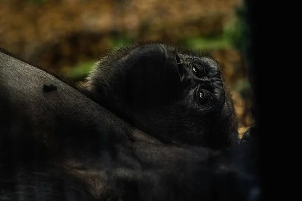 Portrait Gorilla Lying Ground Thinking London Zoo — Stock Photo, Image