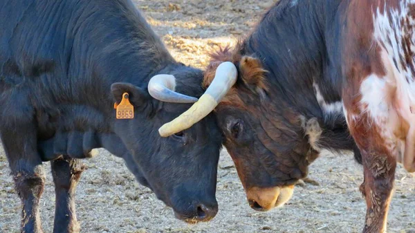 角と戦う2頭の雄牛の接近戦 — ストック写真