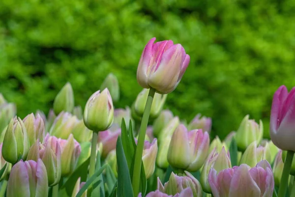 Крупним Планом Красиві Рожеві Білі Тюльпани Повному Розквіті Ростуть Саду — стокове фото
