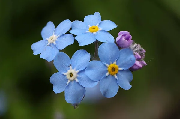 Eine Nahaufnahme Von Blühenden Blauen Myosotis Blüten Isoliert Der Grünen — Stockfoto