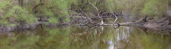 森の中の湖の倒木のパノラマ — ストック写真
