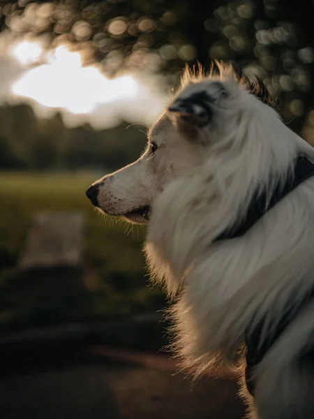 Ένα Κάθετο Πλάνο Ενός Αρσενικού Σκύλου Που Απολαμβάνει Ηλιοβασίλεμα — Φωτογραφία Αρχείου