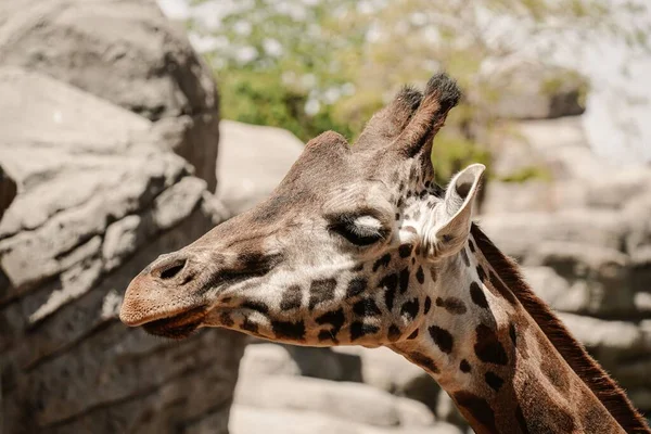 Wysoka Żyrafa Wewnątrz Cegieł Zoo — Zdjęcie stockowe