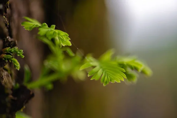 Uno Scatto Selettivo Foglie Albero Verde Una Foresta — Foto Stock