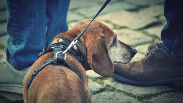 Close Small Bloodhound Breed Dog Leash — Stock Photo, Image