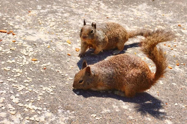 Die Beiden Braunen Eichhörnchen Fressen Boden — Stockfoto