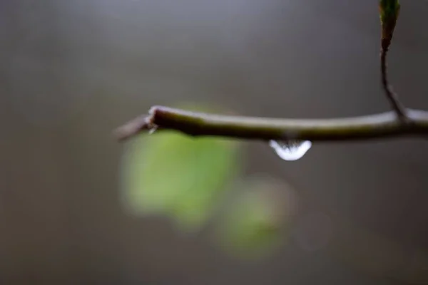 Primo Piano Ramo Albero Cui Pende Una Goccia Acqua — Foto Stock