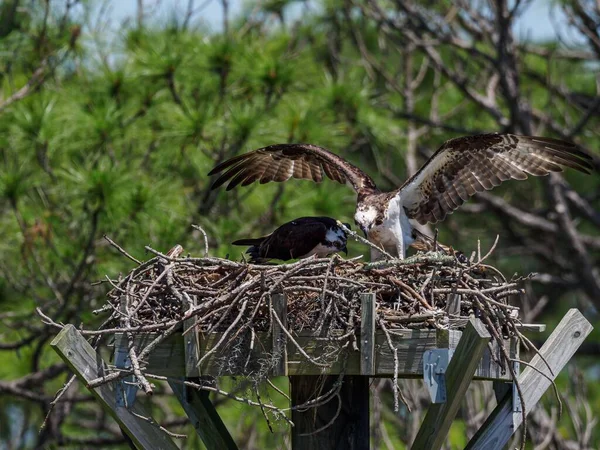 Селективный Фокус Ospreys Гнезде Мирамар Бич Флорида — стоковое фото