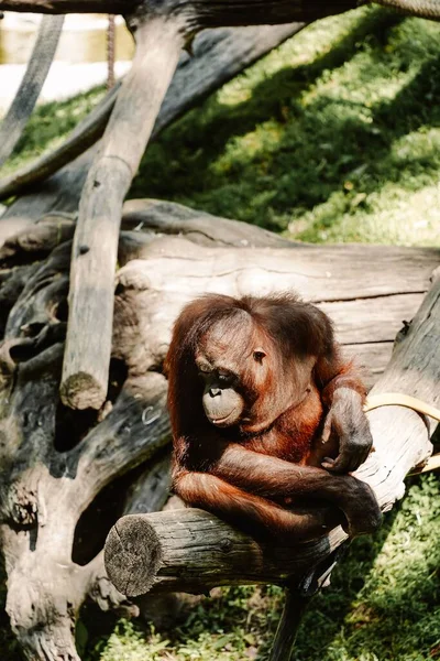 Orangutan Sitting Log Wild — Stock Photo, Image
