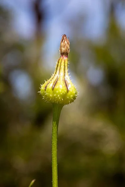 Eine Vertikale Aufnahme Einer Urospermum Picroides Knospe Auf Verschwommenem Hintergrund — Stockfoto