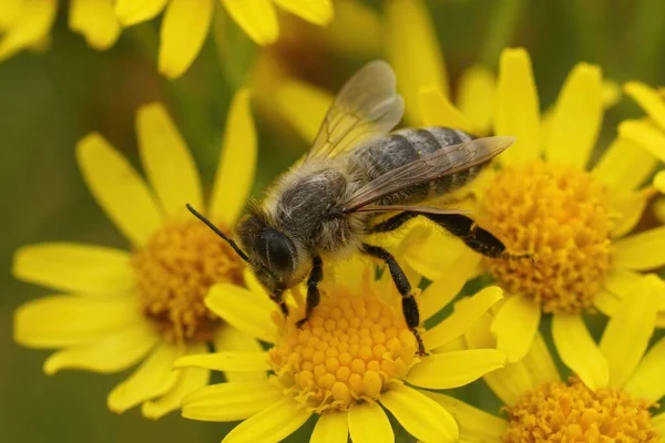 Крупный План Рабочего Пчелы Apis Pellifera Сидящего Желтом Сенецио Jacobaea — стоковое фото