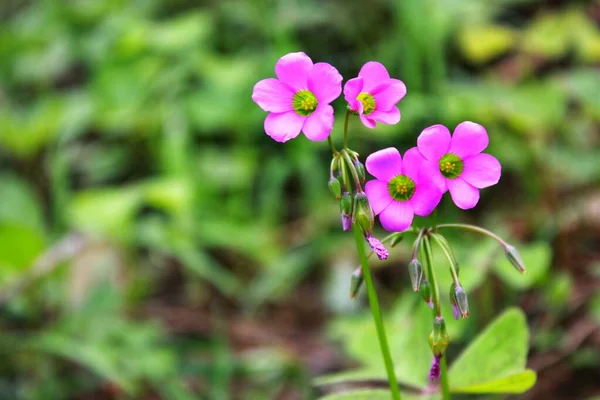 Primer Plano Acedera Madera Violeta —  Fotos de Stock