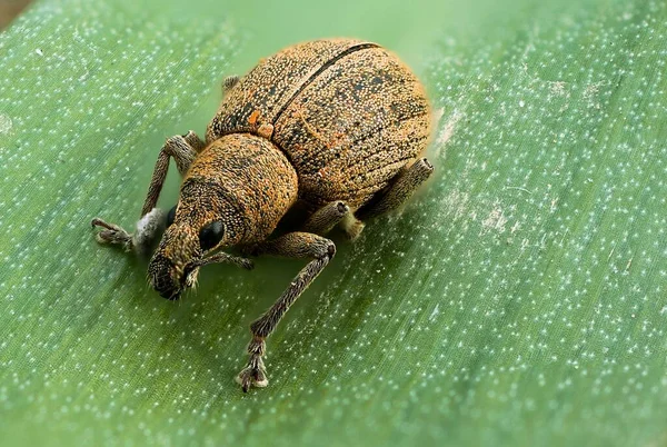 Een Close Opname Van Een Snuit Kever Het Groene Blad — Stockfoto