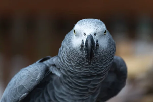 Een Close Shot Van Een Grijze Papegaai Wazige Achtergrond — Stockfoto