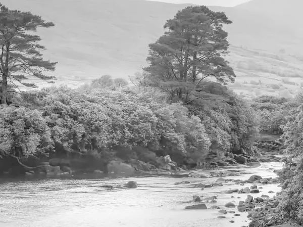 Belo Tiro Árvores Brancas Nevadas Uma Floresta Inverno — Fotografia de Stock