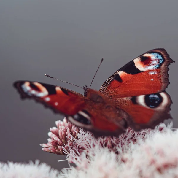 Макро Снимок Деталей Красивой Бабочки Цветке Серым Размытым Фоном — стоковое фото