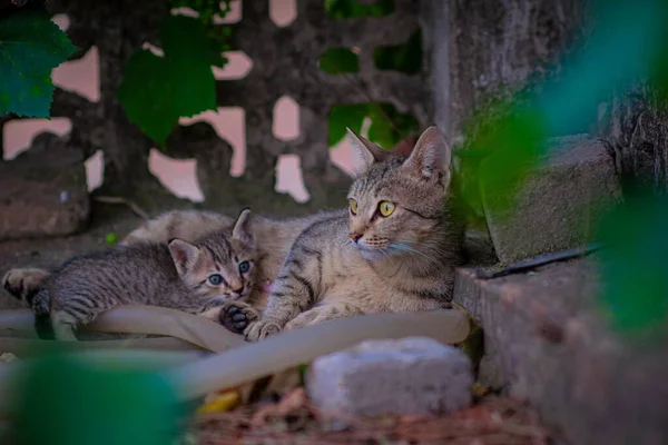 Primer Plano Gato Gris Acostado Con Sus Gatitos —  Fotos de Stock