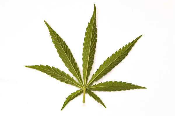 Closeup Shot Cannabis White Background — Stock Photo, Image