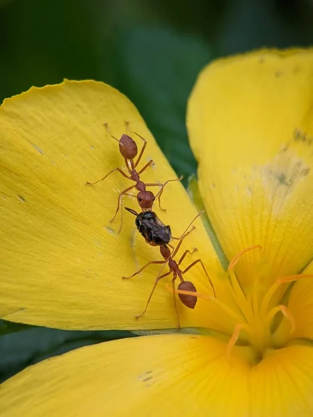 Oecophylla Smaragdina Mrówki Walczące Jedzenie Żółty Kwiat — Zdjęcie stockowe