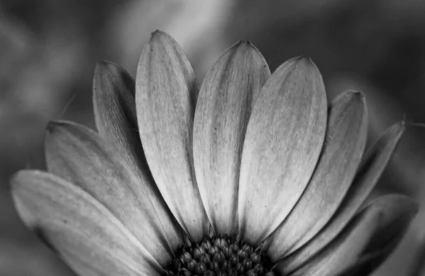 Közelkép Egy Gyönyörű Virágról Fekete Fehérben — Stock Fotó