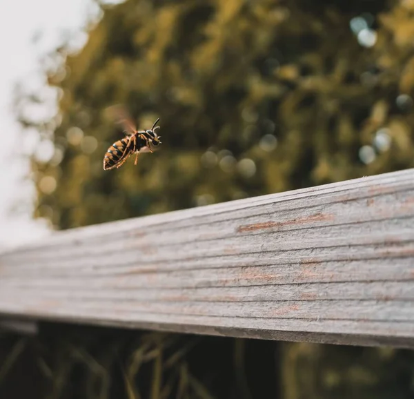 Piękny Strzał Pszczoły Latającej Nad Drewnianym Ogrodzeniem Bokeh Tle — Zdjęcie stockowe