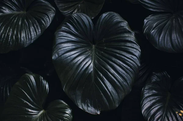 Темно Зелене Листя Саду — стокове фото