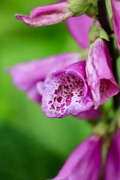 A closeup shot of the Lady\'s glove flower