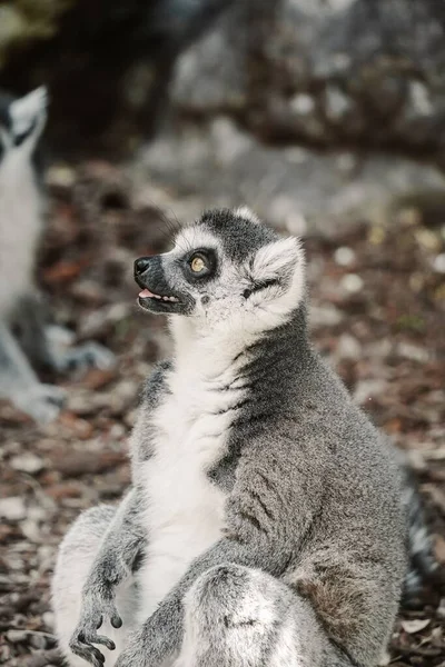 Lémurien Galago Assis Par Terre Dans Zoo — Photo