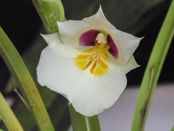 Närbild Vackra Colombianska Orkidéer Den Mest Representativa Blomman Regionen — Stockfoto